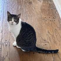 Thumbnail photo of Felicity TCC #3