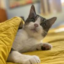 Thumbnail photo of Felicity TCC #4