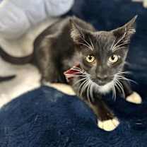 Thumbnail photo of Sawyer #3