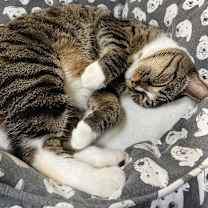 Thumbnail photo of Wonder Woman #2