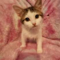 Thumbnail photo of Taylor Swift #3