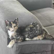 Thumbnail photo of Duchess (107) #1