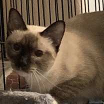 Thumbnail photo of Alpine22 #1