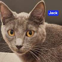 Thumbnail photo of Jack #1