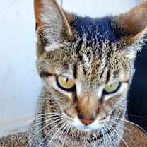 Thumbnail photo of Cuddlingbug HEATHER #2