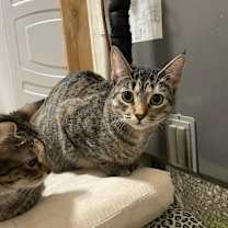 Thumbnail photo of Giselle #1