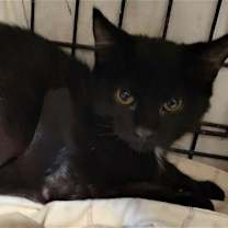 Thumbnail photo of Baxter #1