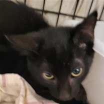 Thumbnail photo of Baxter #2