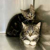 Thumbnail photo of Maximus (Max) #2