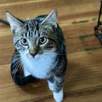 Thumbnail photo of Maximus (Max) #3