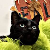 Thumbnail photo of Norton #2