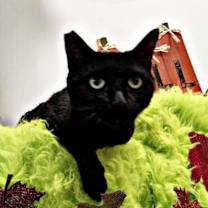 Thumbnail photo of Norton #4