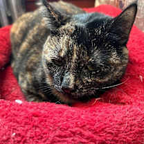 Thumbnail photo of Ella #1