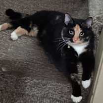 Thumbnail photo of Cleo (momma) #1