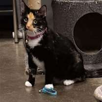 Thumbnail photo of Cleo (momma) #2