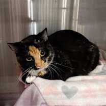 Thumbnail photo of Cleo (momma) #3
