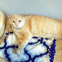 Thumbnail photo of Spartacus #2