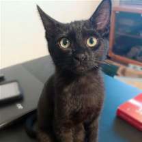 Thumbnail photo of Willow #1