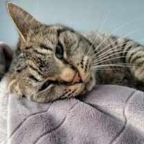 Thumbnail photo of Raven, Sly, & Sage #2