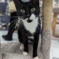 Thumbnail photo of Princess Leia #2