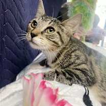 Thumbnail photo of DANNAH #1