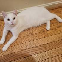 Thumbnail photo of Ross #1