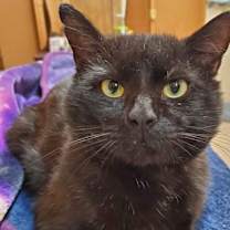 Thumbnail photo of Bronx #2