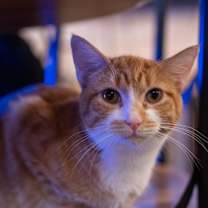 Thumbnail photo of Jack-A-Roe #1