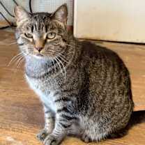 Thumbnail photo of Maggie #1