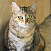 Thumbnail photo of Brandie #1