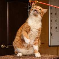 Thumbnail photo of Simba #2