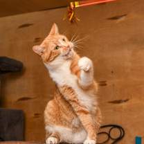 Thumbnail photo of Simba #3