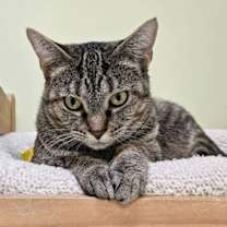 Thumbnail photo of Sally 4788C #4