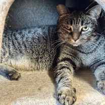 Thumbnail photo of Maggie #2