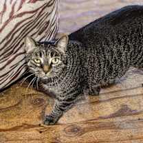 Thumbnail photo of Maggie #3