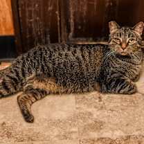 Thumbnail photo of Maggie #4