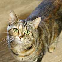 Thumbnail photo of Brandie #2
