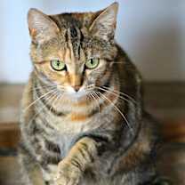 Thumbnail photo of Brandie #4