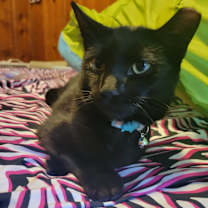 Thumbnail photo of Homer #2