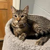 Thumbnail photo of Doyle (LE) #2