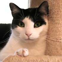 Thumbnail photo of Nuggets #1