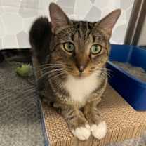 Thumbnail photo of Badger - Working Cat #1