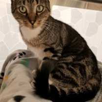 Thumbnail photo of Badger - Working Cat #2