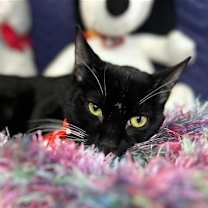 Thumbnail photo of SAMOEL #2