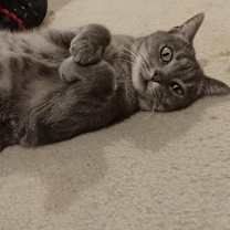 Thumbnail photo of Nova 2 #1