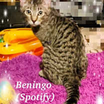 Thumbnail photo of Beningo #1
