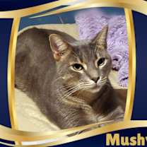 Thumbnail photo of Mushy #1