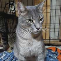 Thumbnail photo of Mushy #4