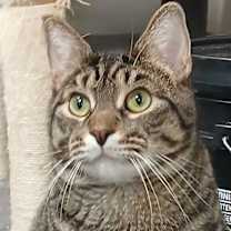 Thumbnail photo of Ziti #1