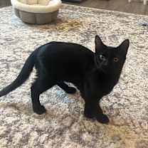 Thumbnail photo of Skooter #1